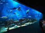Экскурсия в гигантский аквариум и аквапарк (индивидуальная)